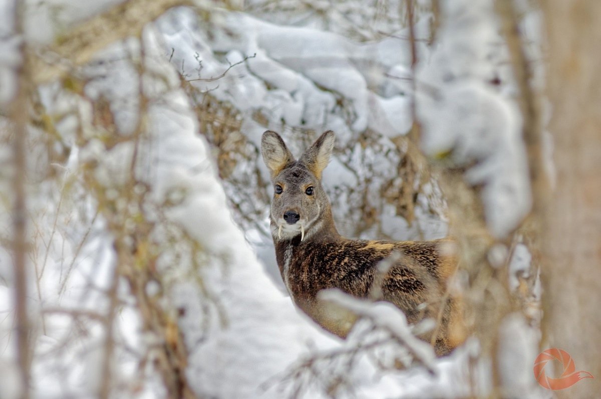 Сахалинская кабарга