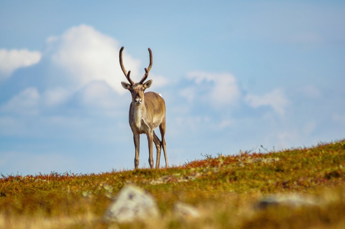 Северный олень на Урале