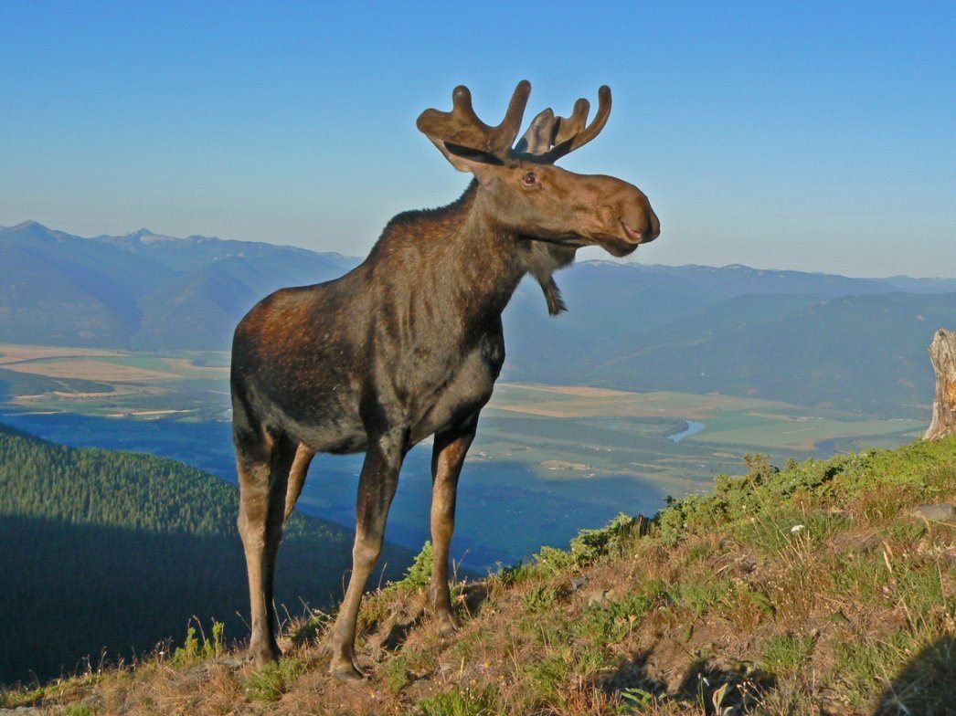 Лось Югыд ва