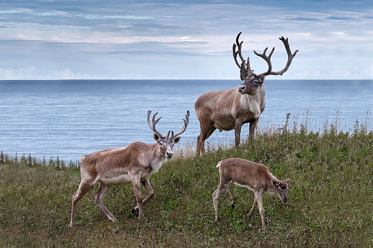 Северный олень Таймыр