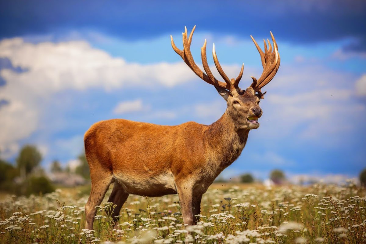 Маралы горный Алтай