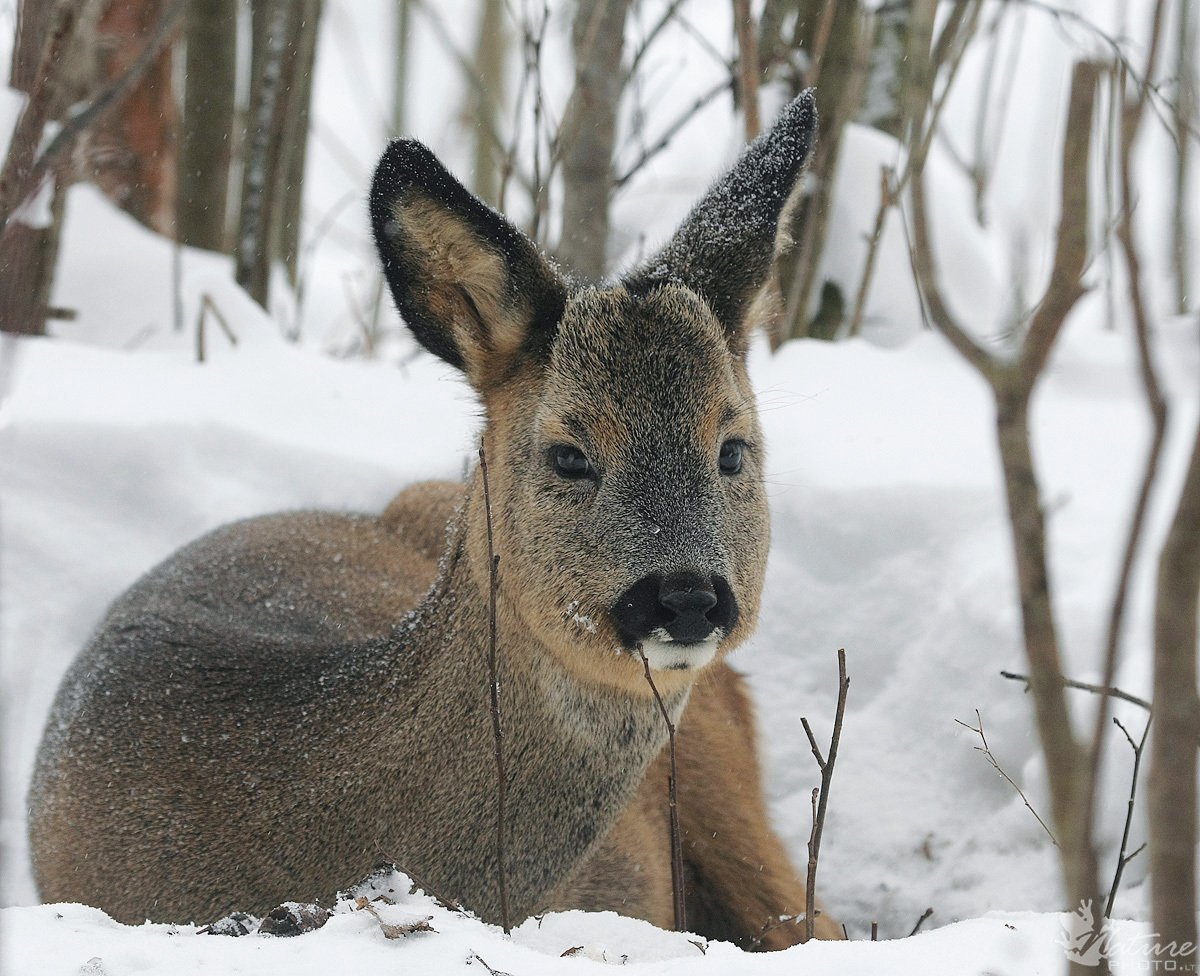 Косуля Уральская