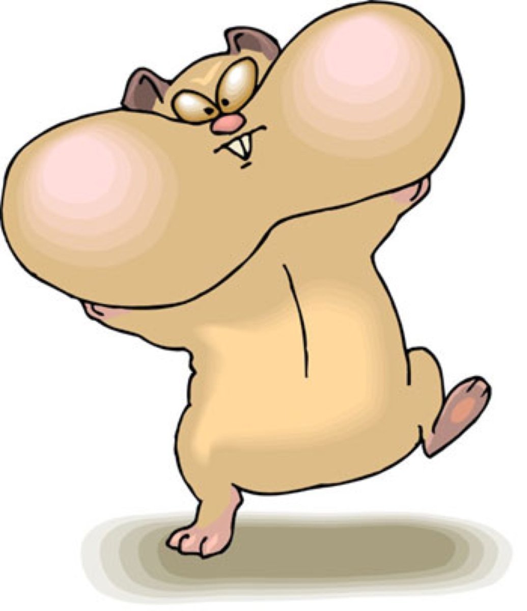 Хомяк щекастый