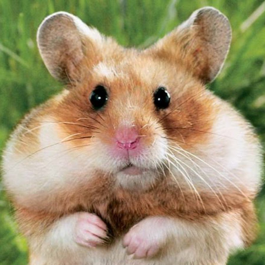 Пухлый хомяк