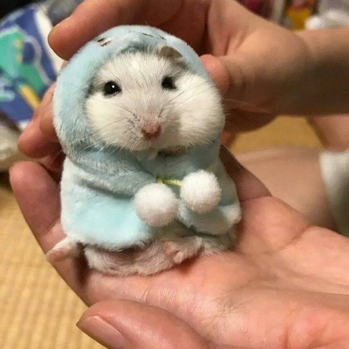 Джунгарский хомячок