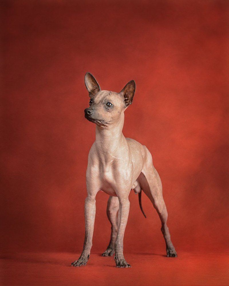 Мексиканская лысая чихуахуа