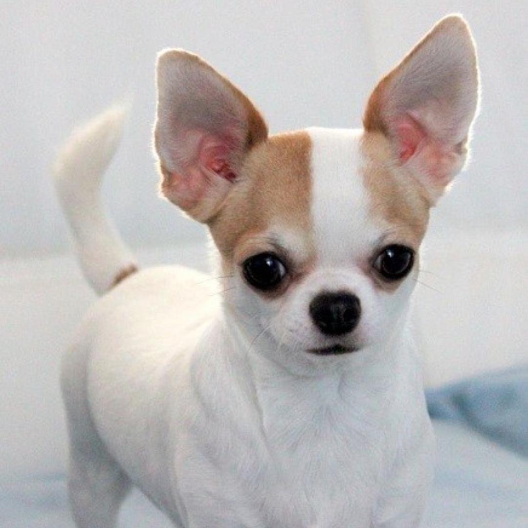 Порода собаки чихуахуа Хуа