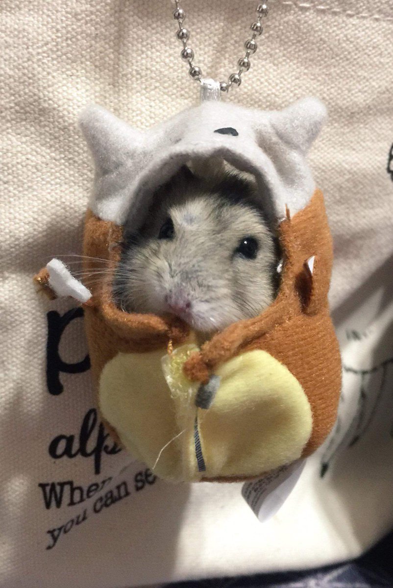 Милые хомяки