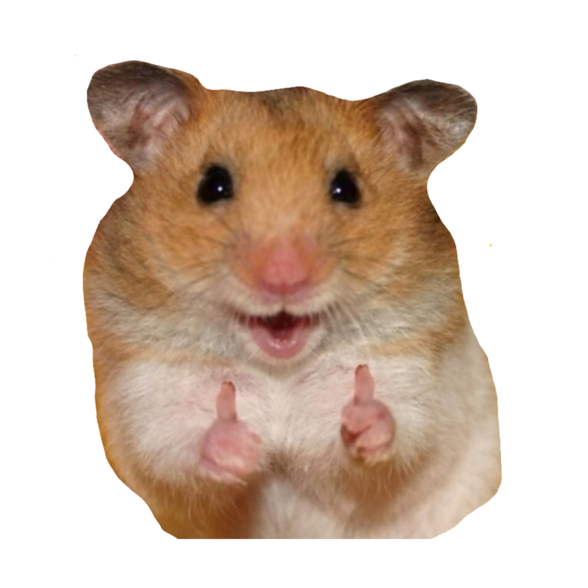 Смешные хомячки