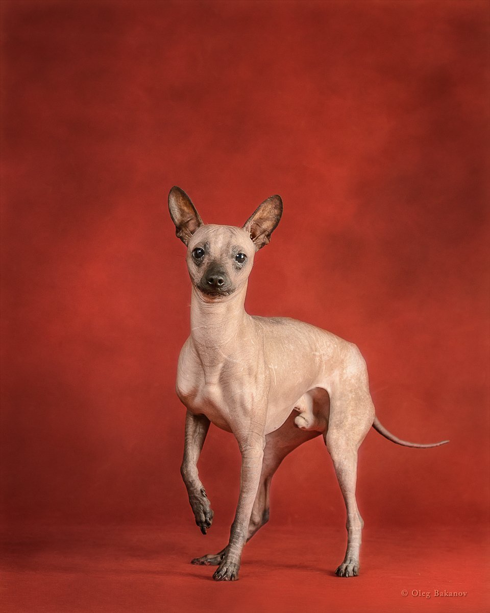 Мексиканский ксоло