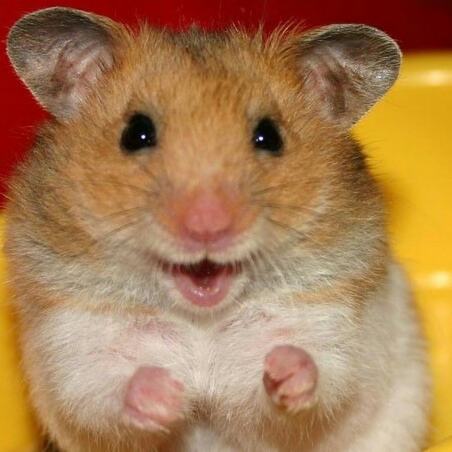 Хомяк прикольный