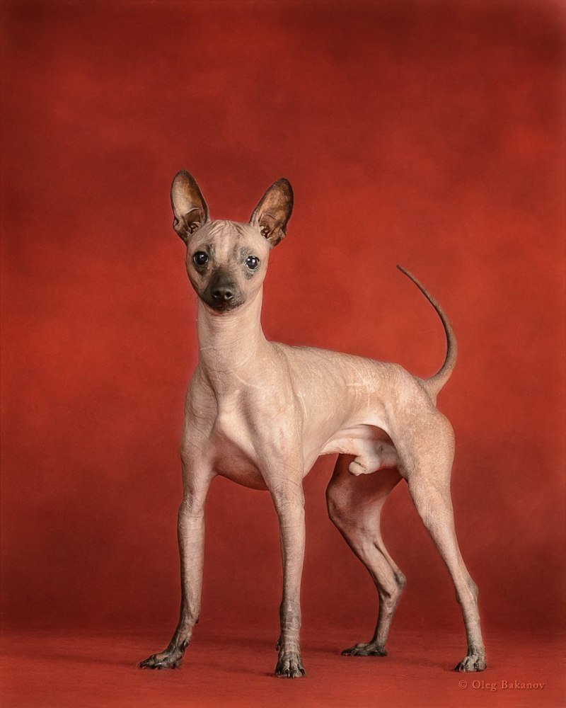 Мексиканская ксолоитцкуинтли