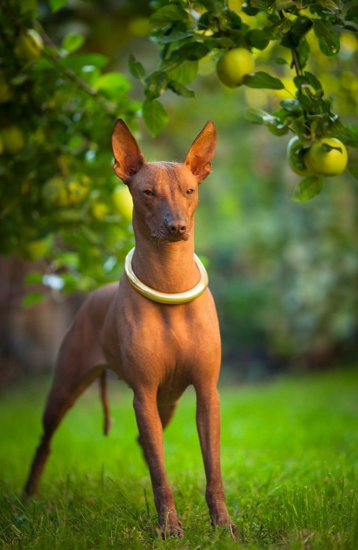 Ксолоитцкуинтли - ксоло