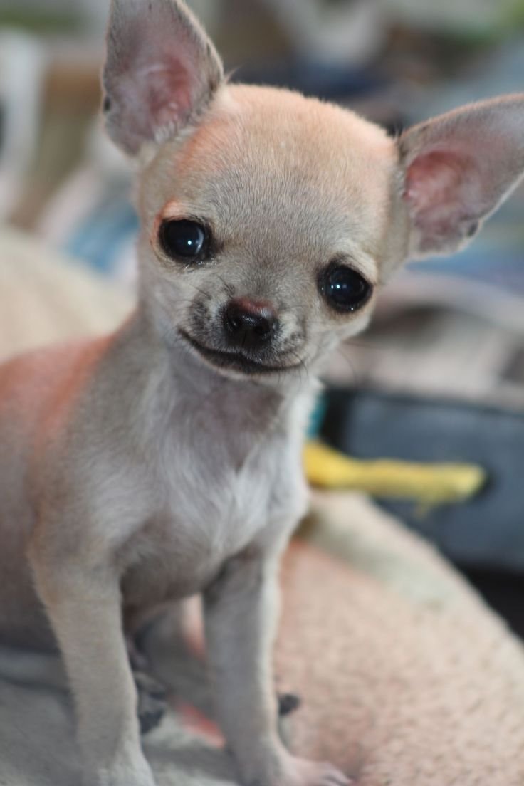 Карликовый чихуахуа