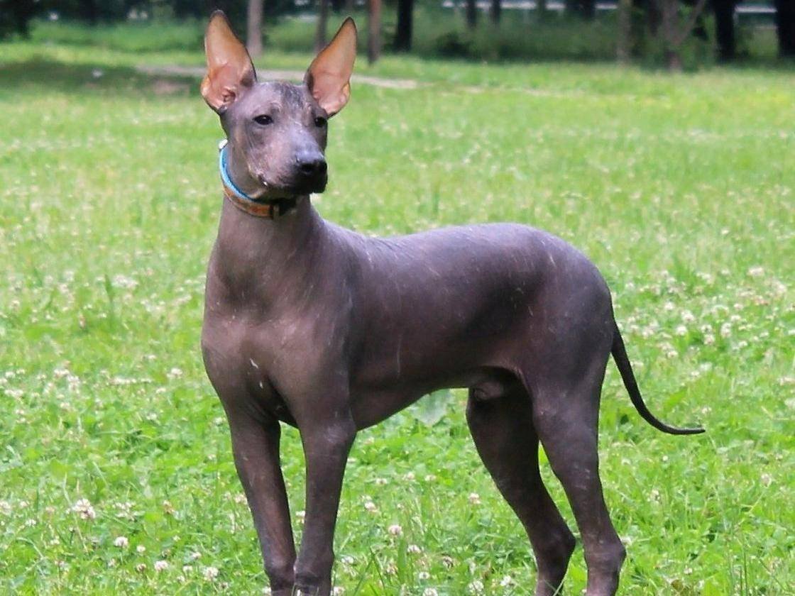 Мексиканская лысая собака ксолоитцкуинтли