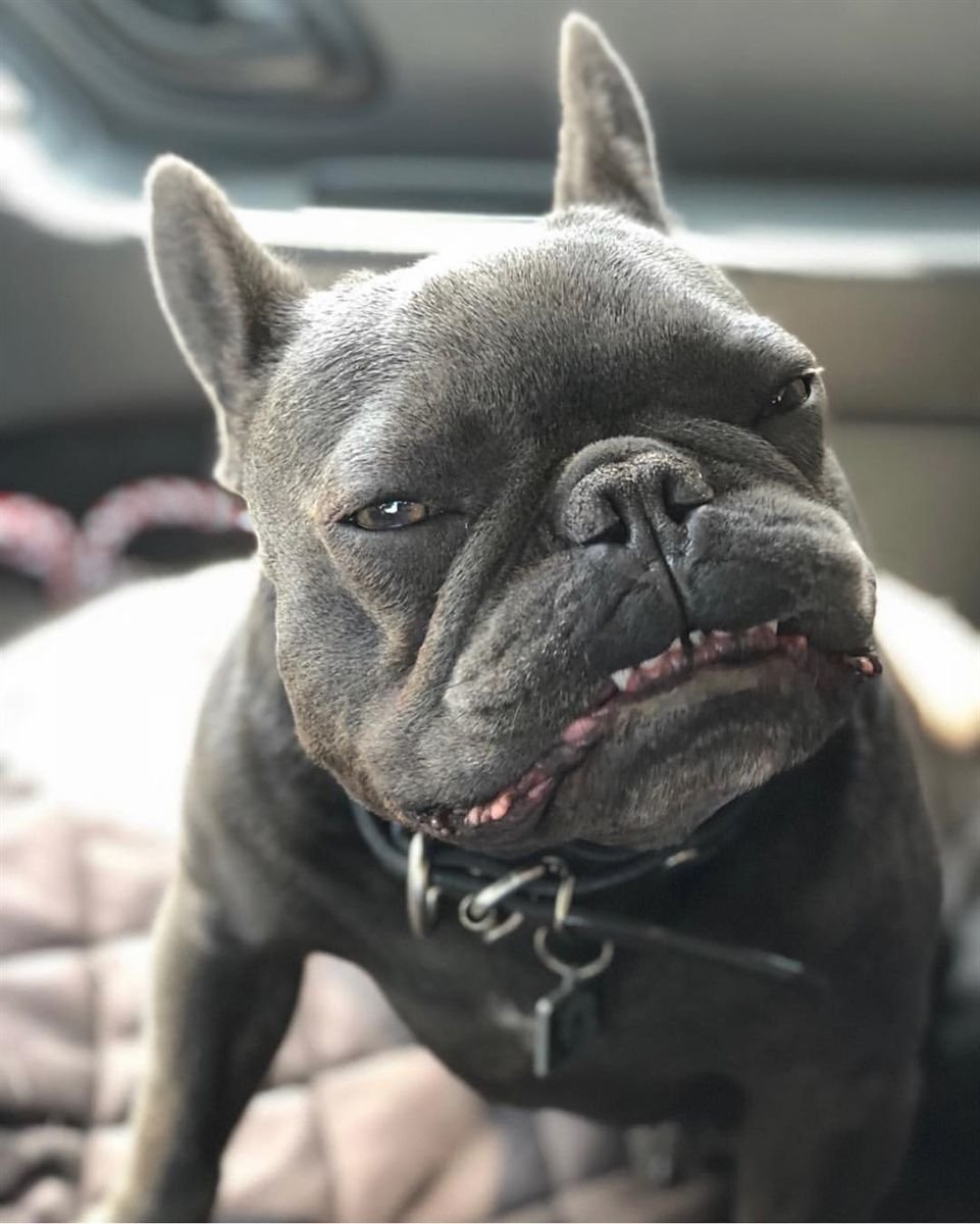 Бойцовский французский бульдог