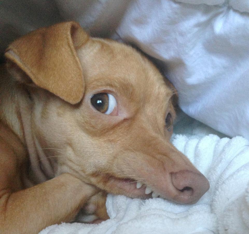 Чивини Туна