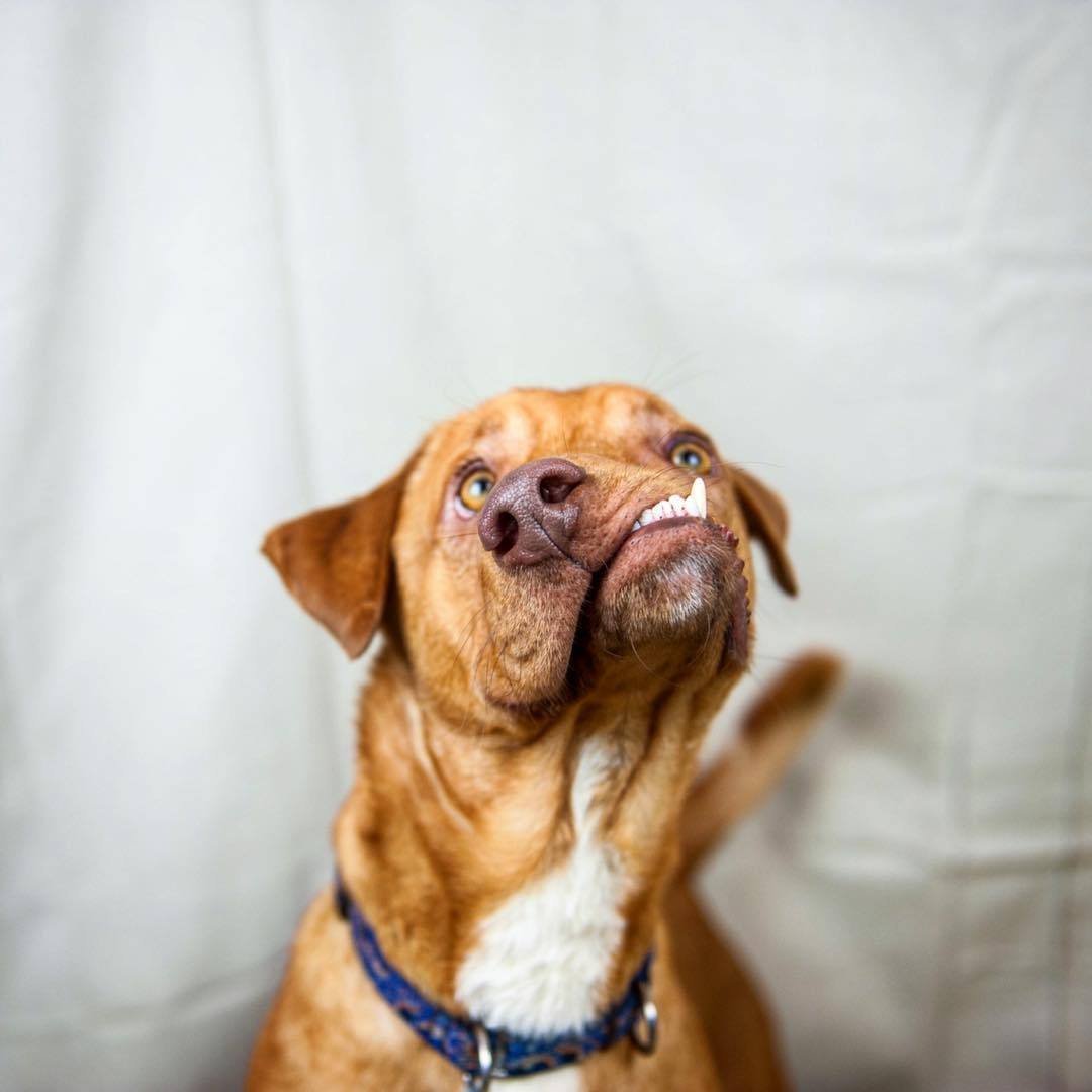 Смешные морды собак