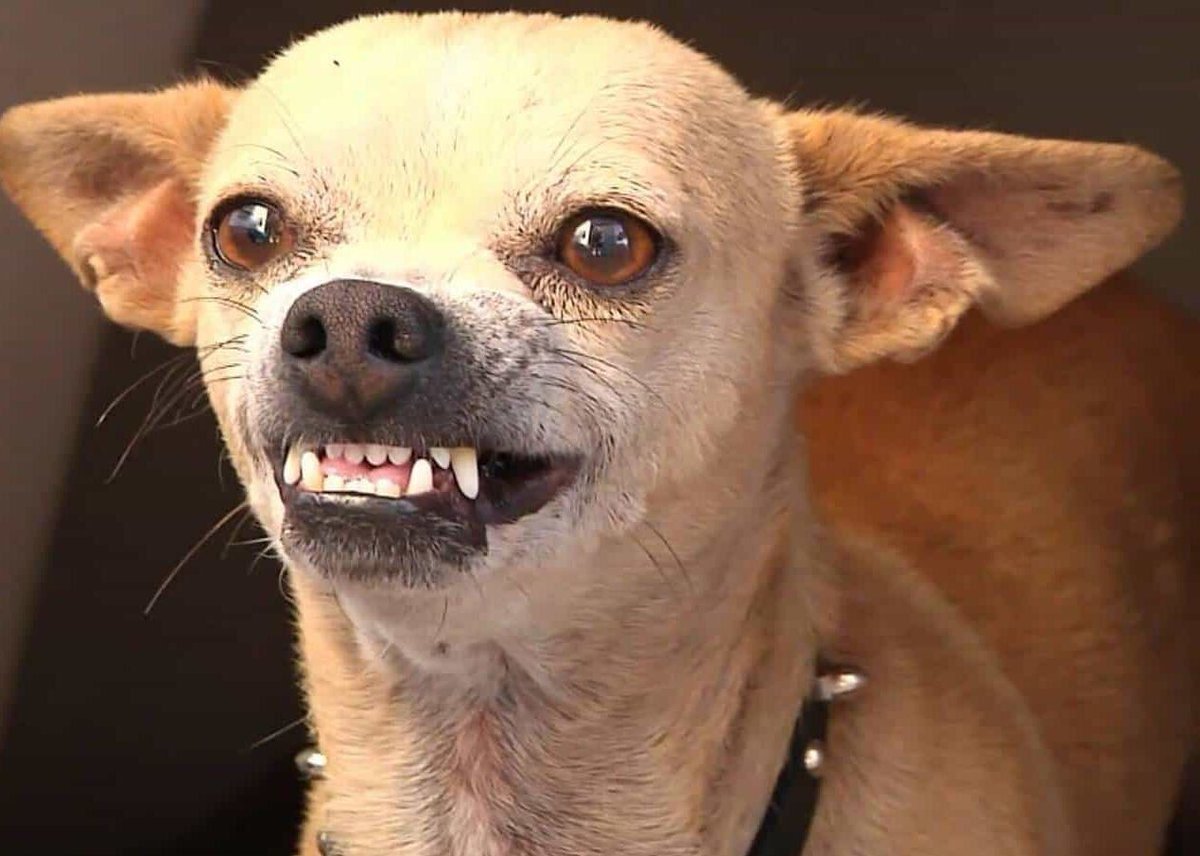 Злая чихуахуа