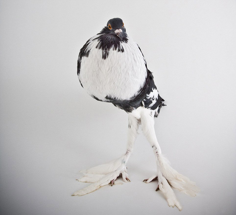 Необычные породы голубей