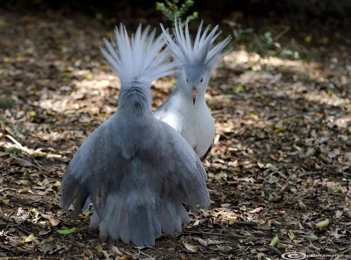 Кагу новокаледонский