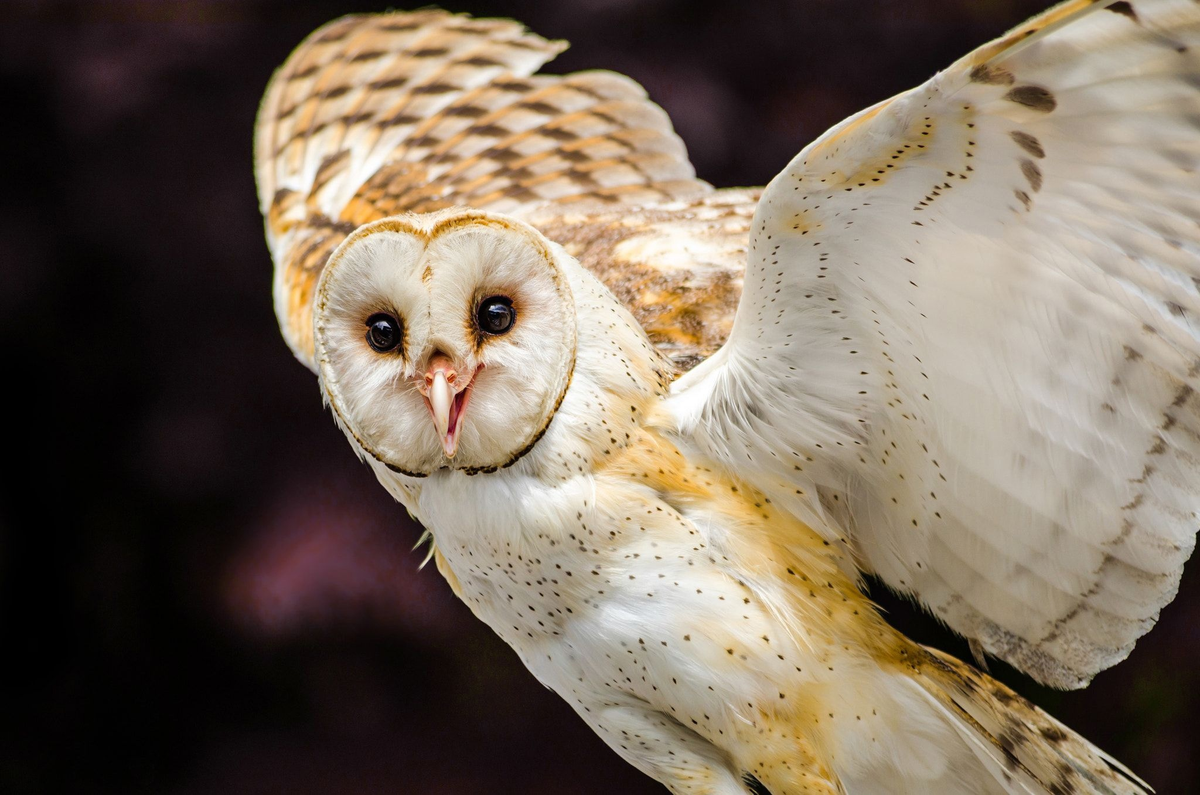 Сова сипуха (Тито)