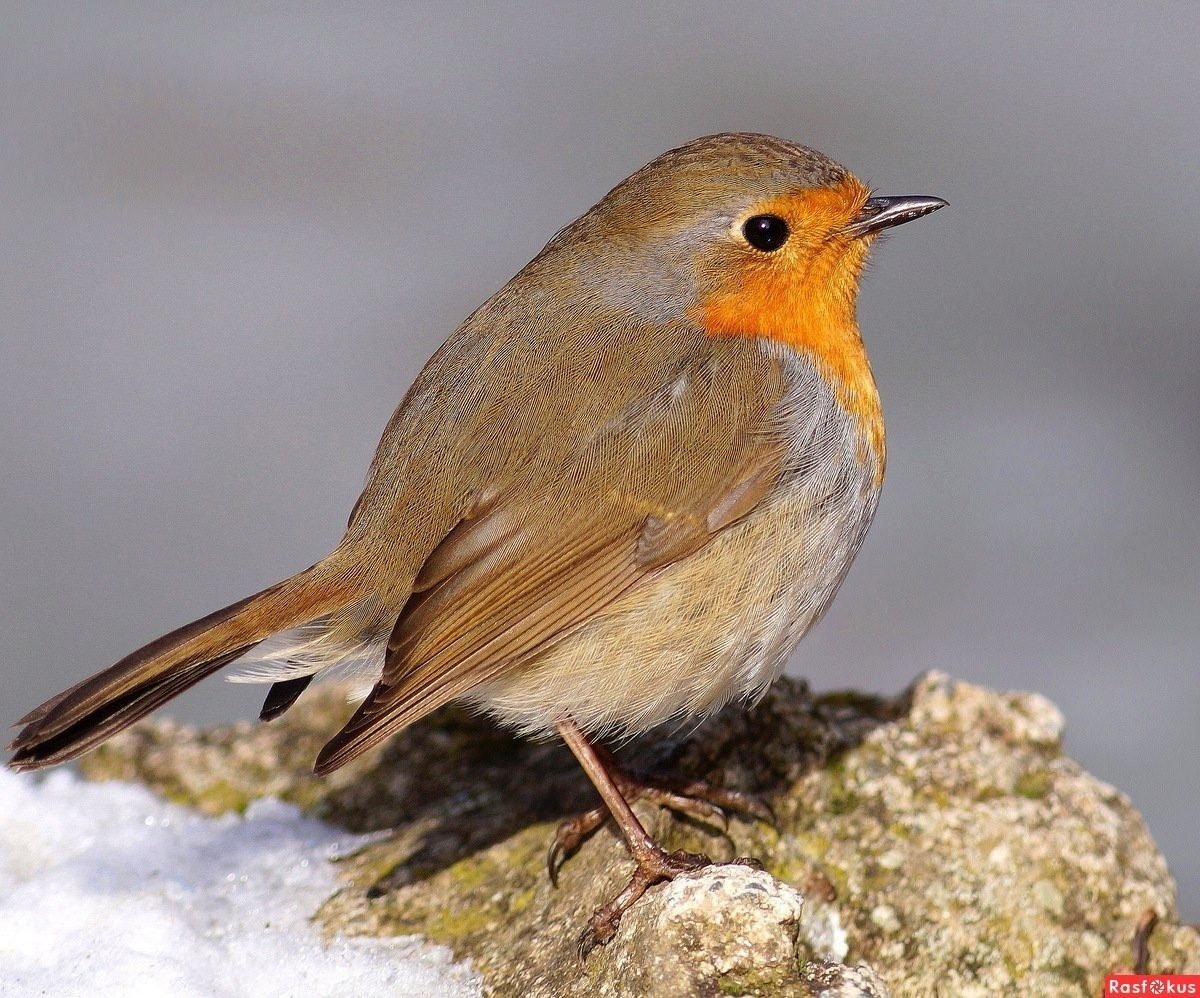 Зарянка горихвостка