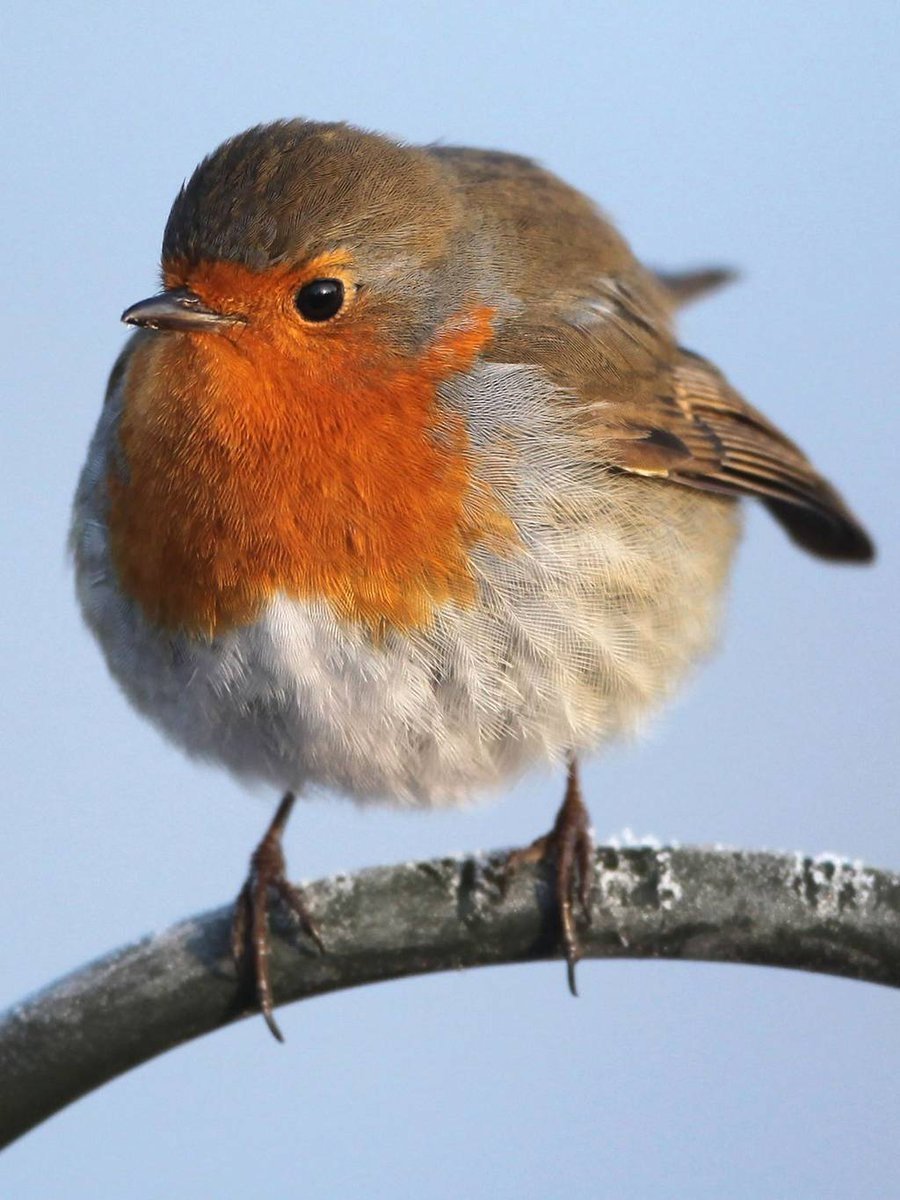 Пеночка Зарянка