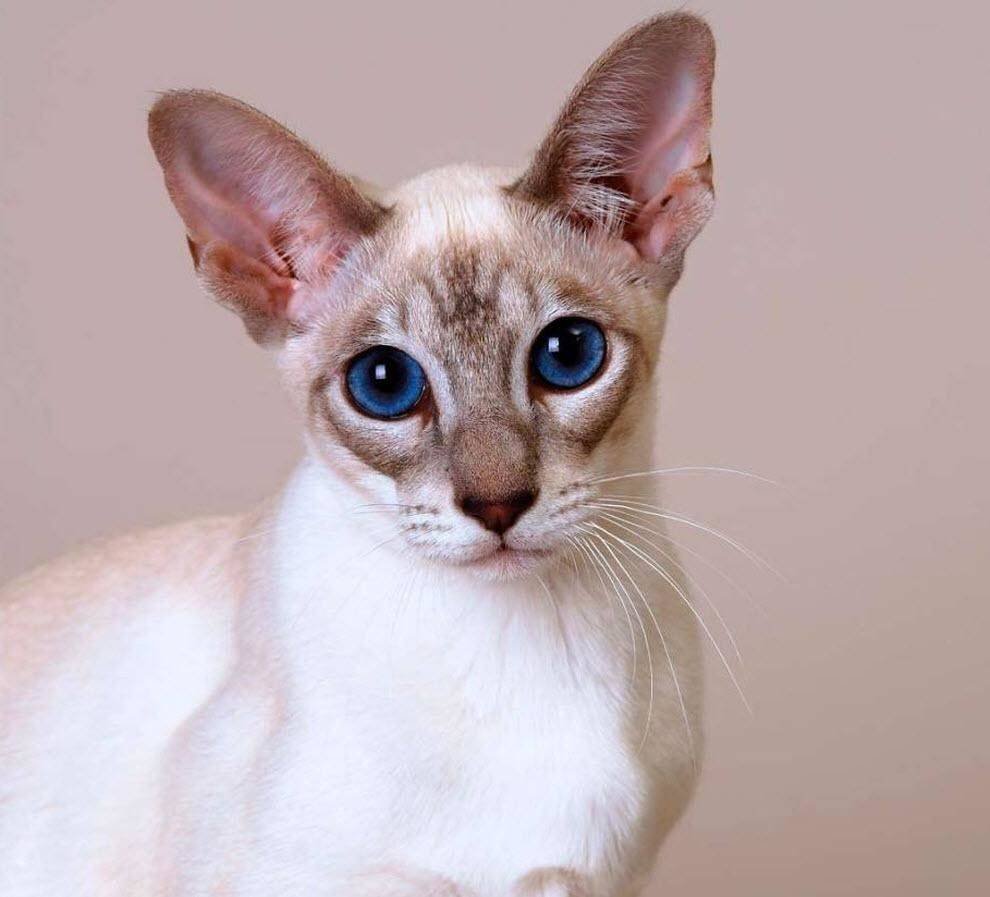 Сиамский сфинкс кошка порода
