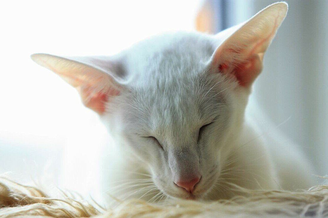 Ориентал кошка белая