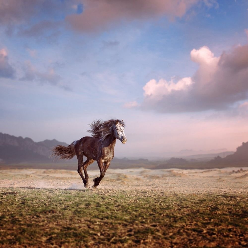 Лошадь бежит