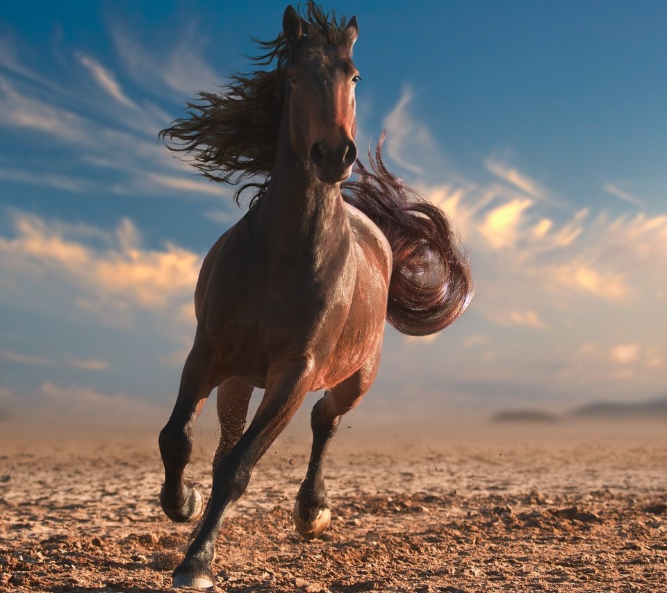 Дикий гнедой Мустанг