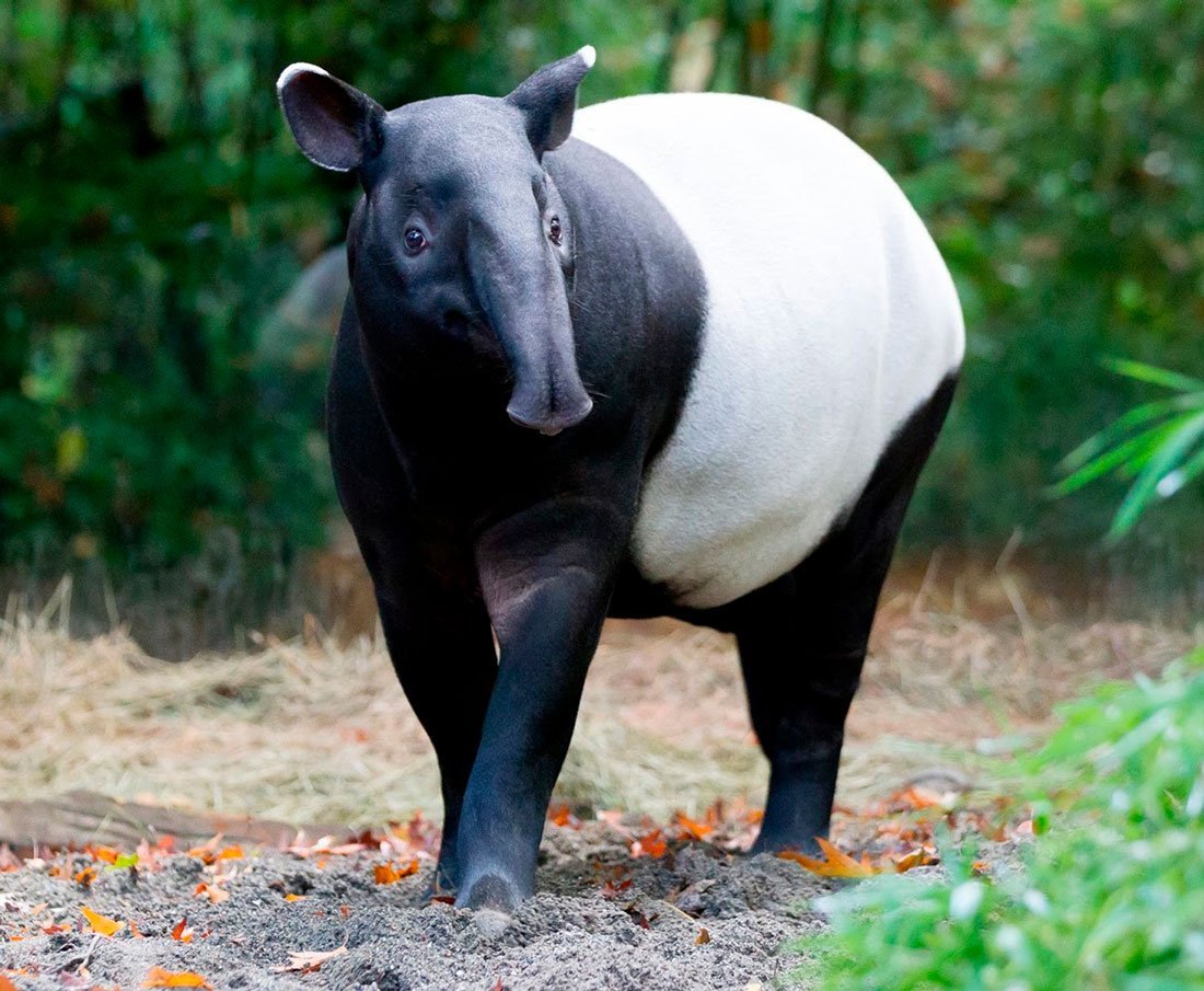 Белобрюхий тапир