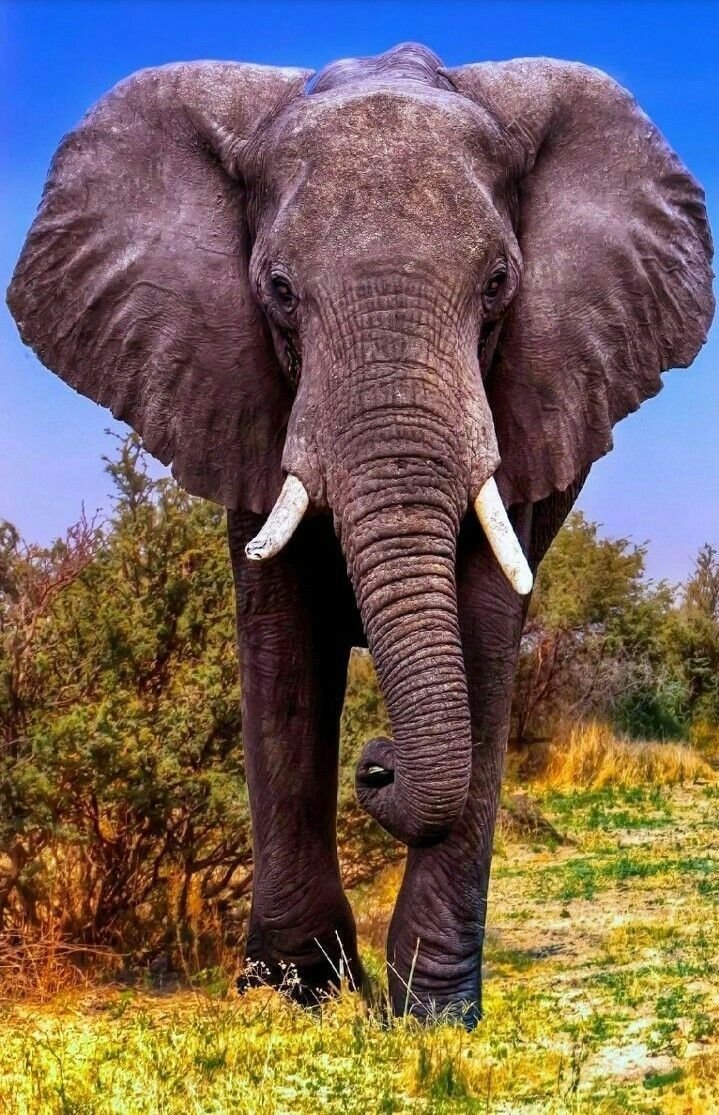 Африканский кустарниковый слон