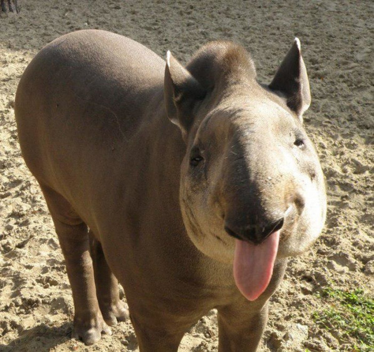 Равнинный тапир (Tapirus terrestris)