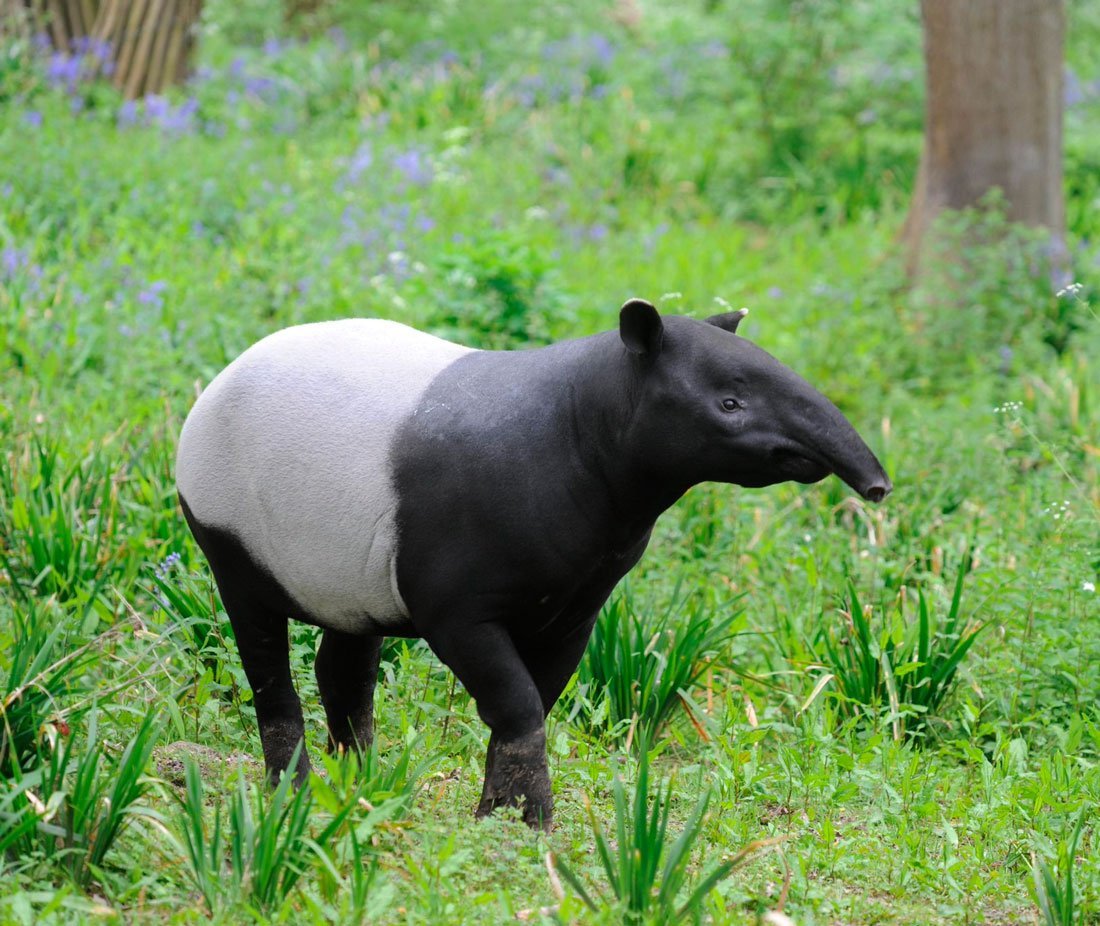 Чепрачный тапир (Tapirus indicus