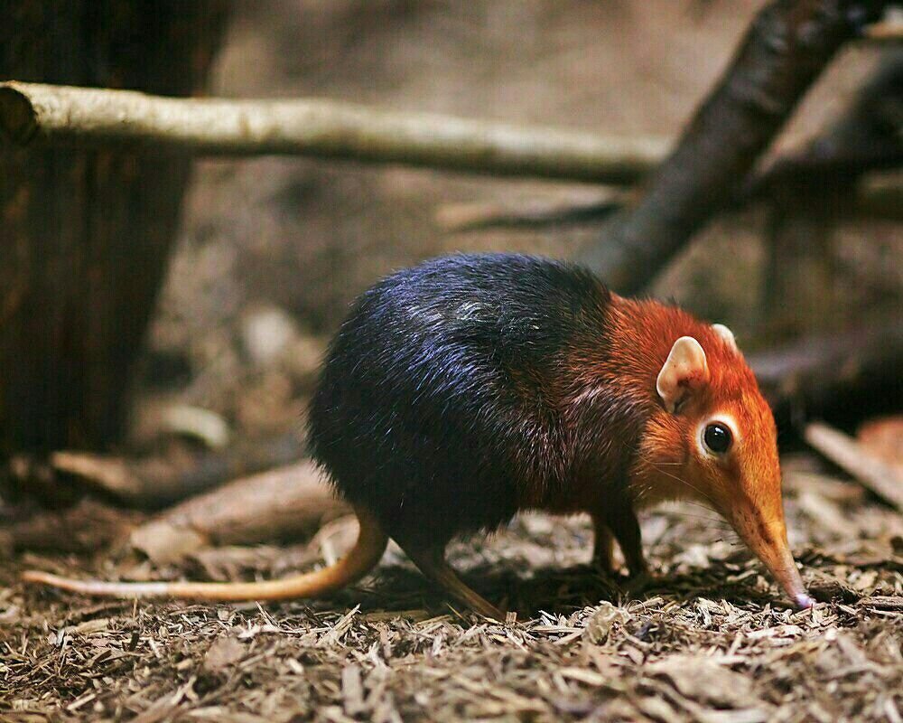 Хоботковая собачка Петерса