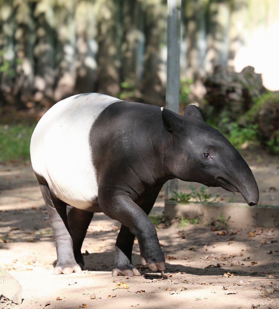 Непарнокопытные тапиры