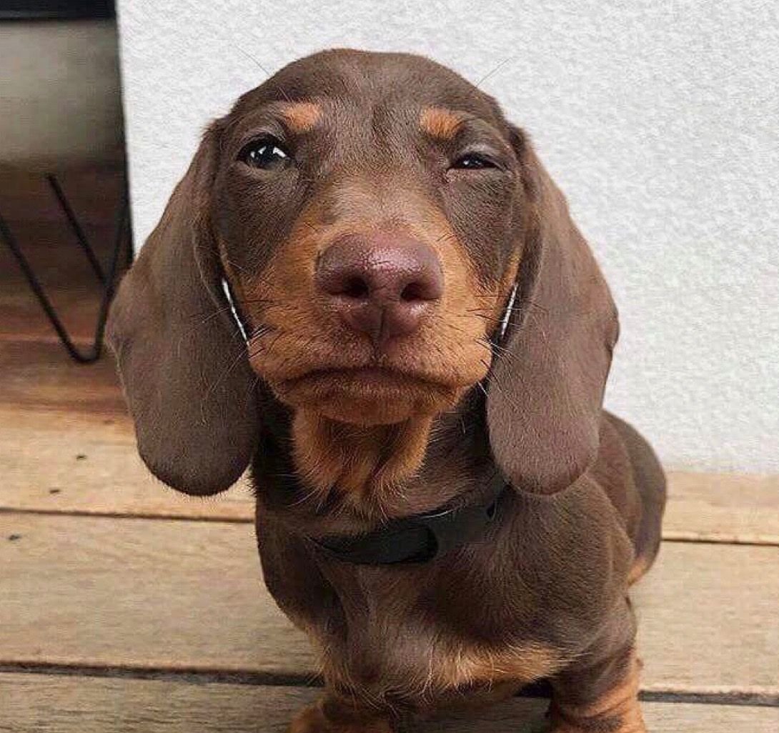 Хитрая такса