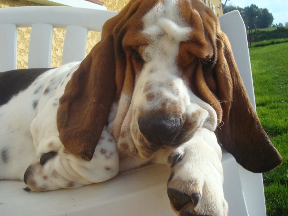 Щенки Бассет хаунда