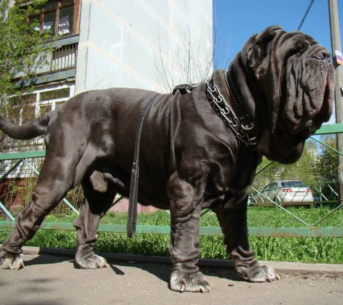 Мастиф собака Неаполитанская