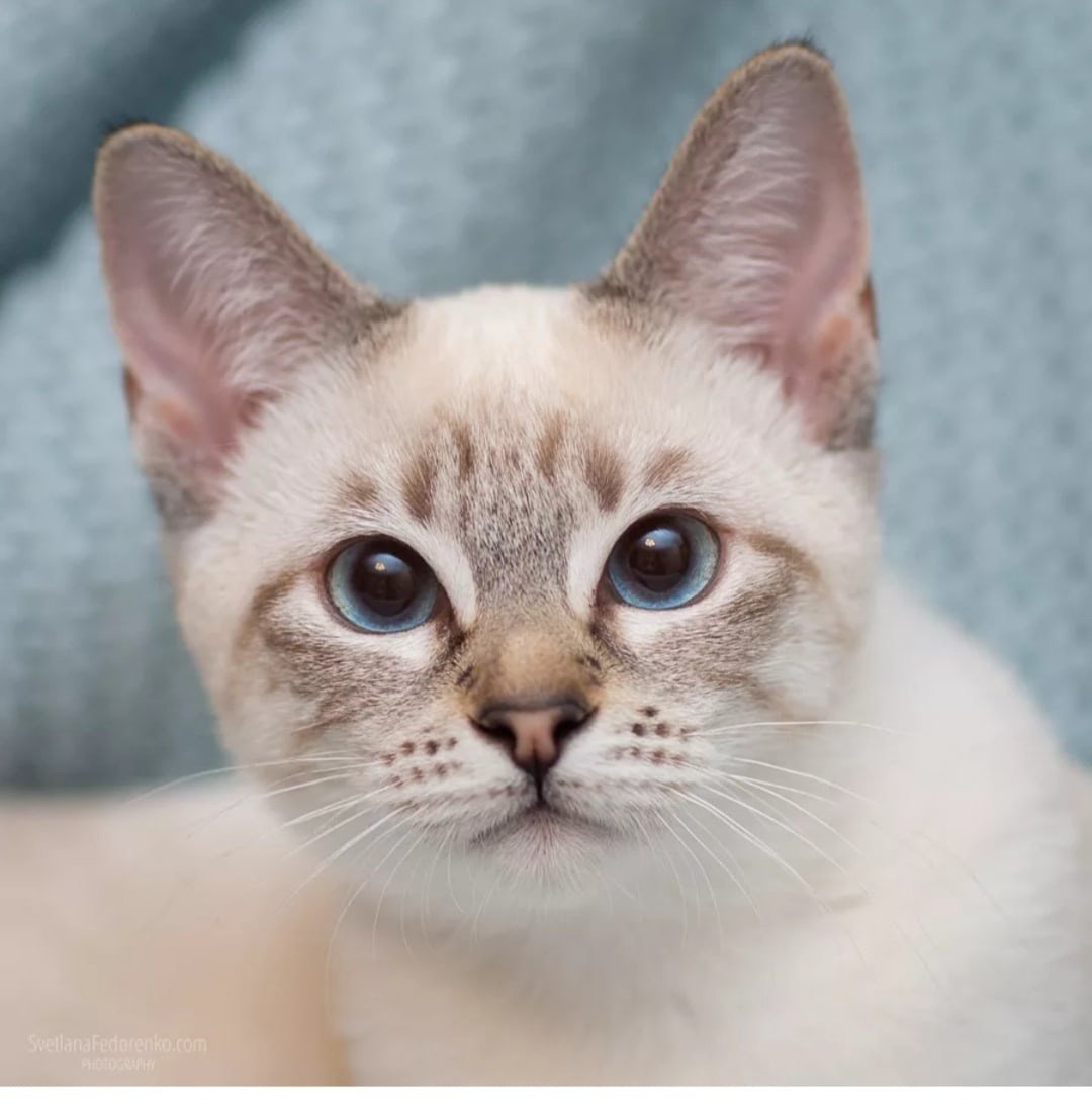 Тебби Пойнт тайская кошка