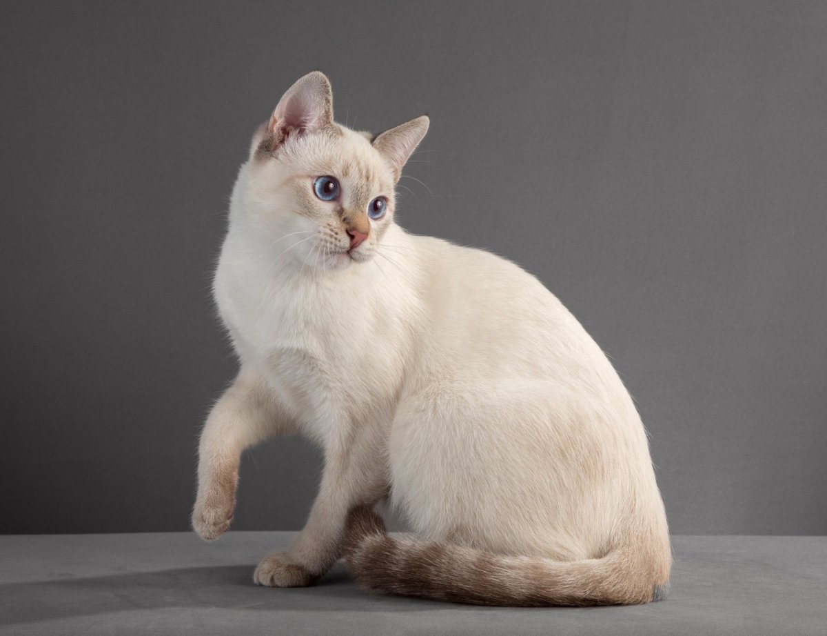 Тайский табби Пойнт