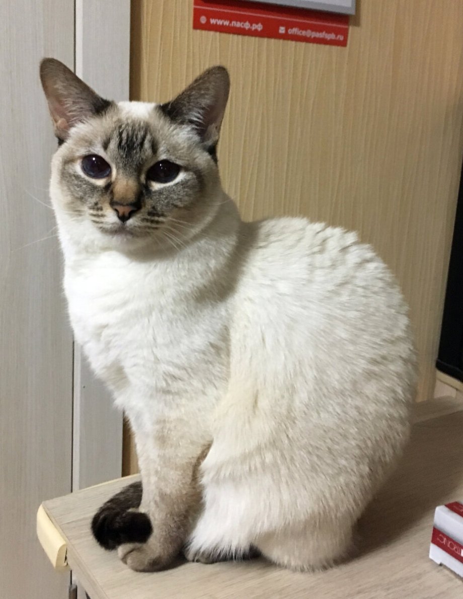 Тайская сил тэбби Пойнт