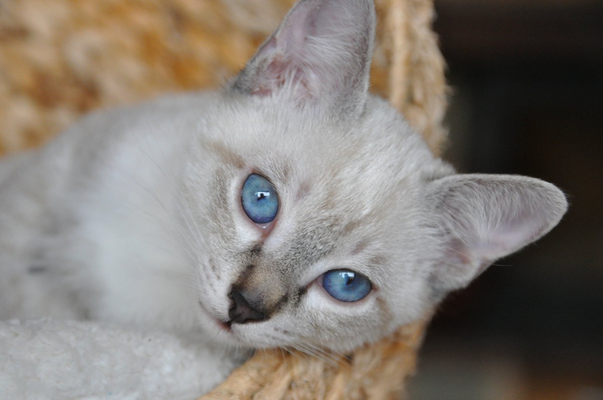 Тайская кошка табби Пойнт