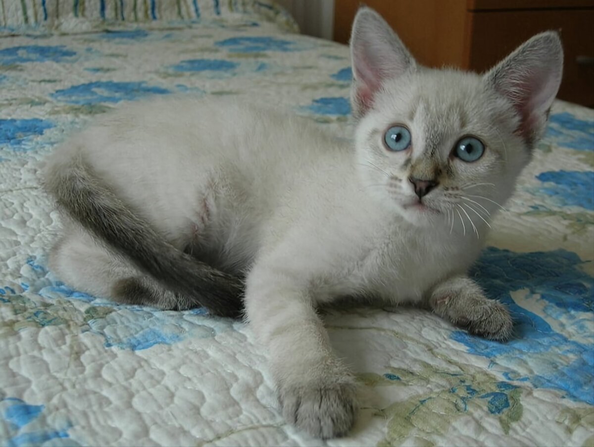 Тайский кот сил тебби Пойнт