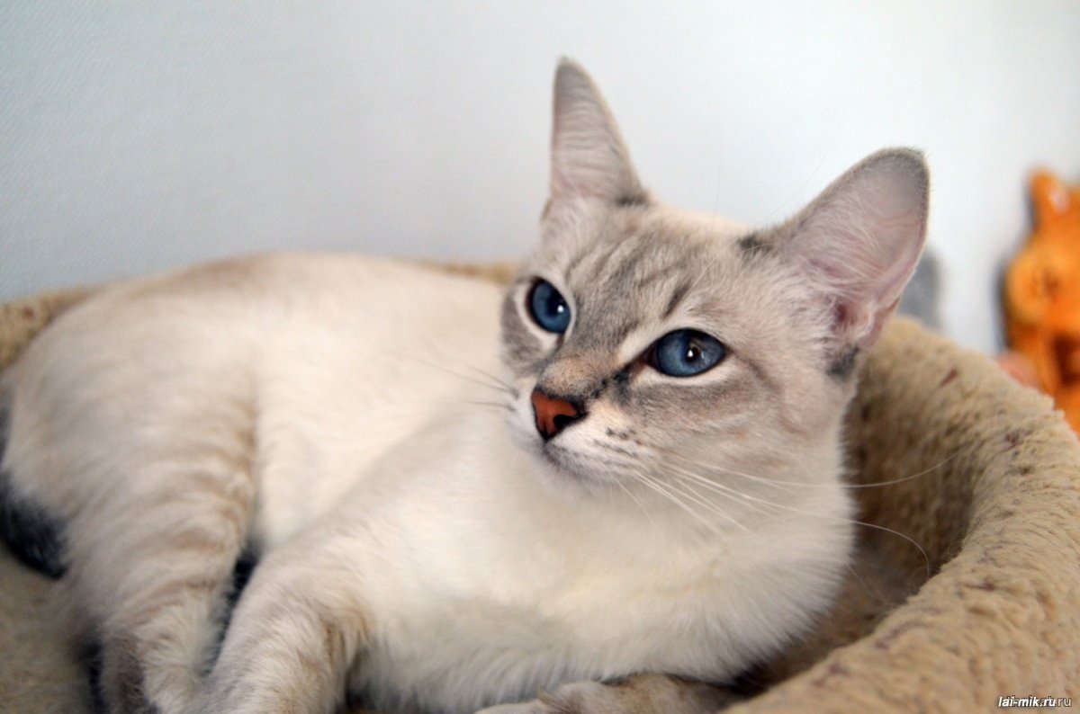 Тайская кошка Блю Пойнт