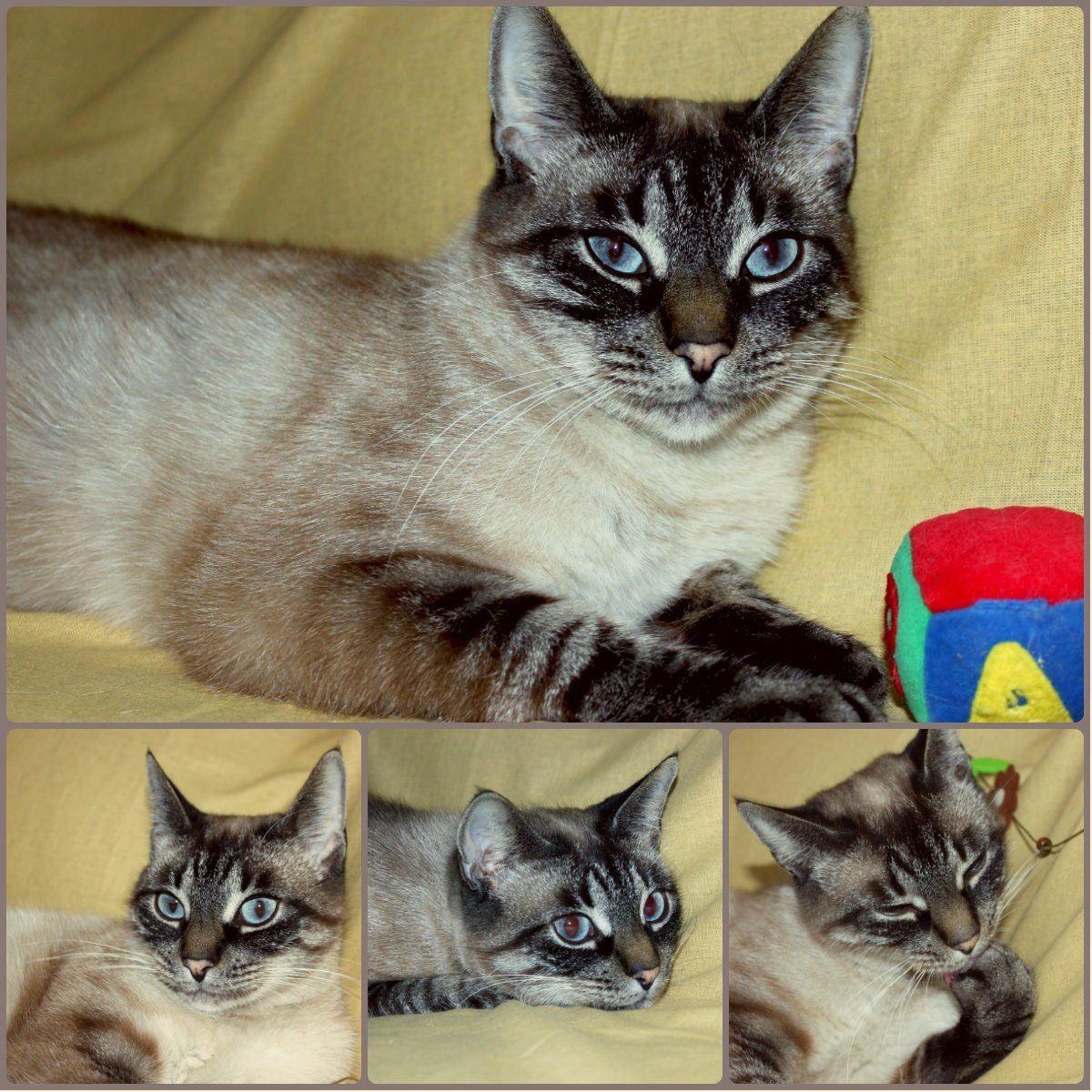 Тайский кот тебби Пойнт