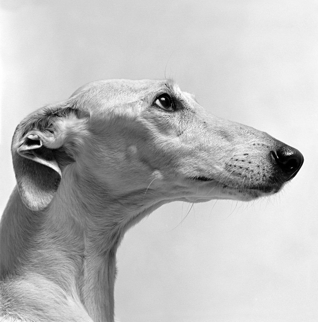 Уиппет собака