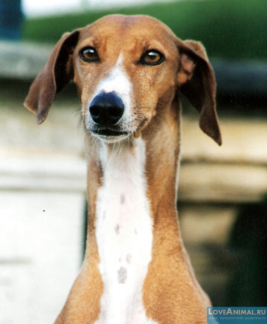 Азавак порода